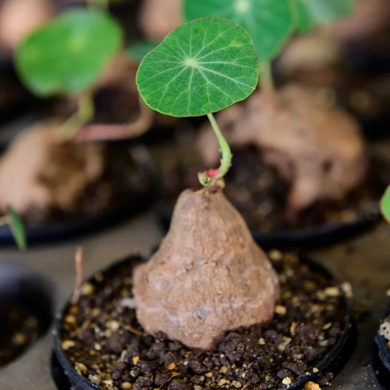 Stephania Cepharantha Caudex Plant - 4 Inch Pot - Unique Home Decor