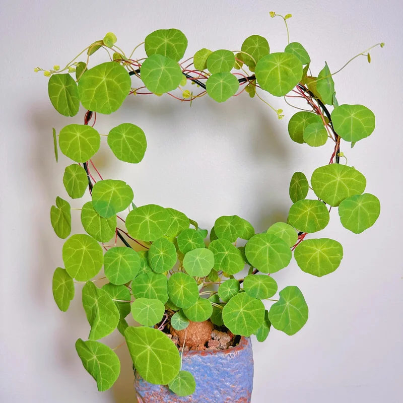 Stephania Cepharantha Caudex Plant - 4 Inch Pot - Unique Home Decor