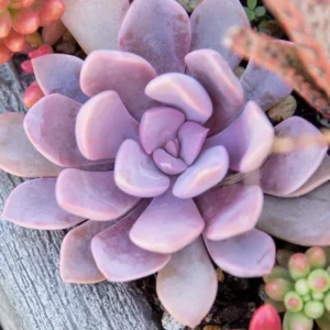 Pink Debbie Graptoveria Succulent 2.5 inch Potted Plant