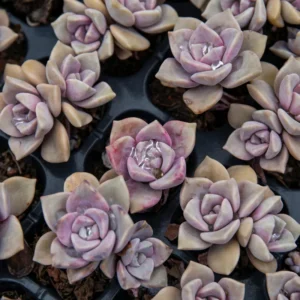 Pink Debbie Graptoveria Succulent 2.5 inch Potted Plant