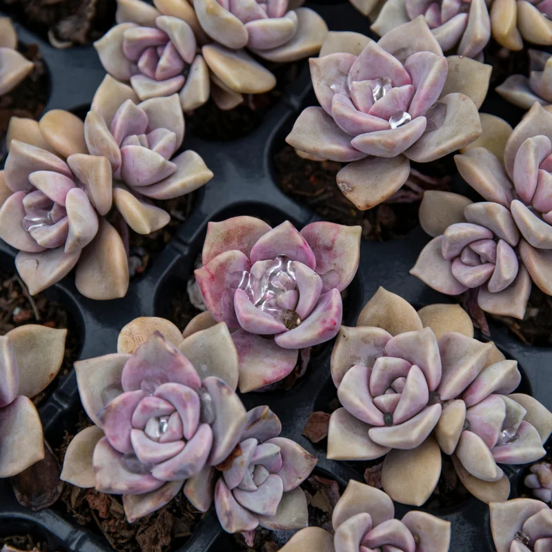 Pink Debbie Graptoveria Succulent 2.5 inch Potted Plant