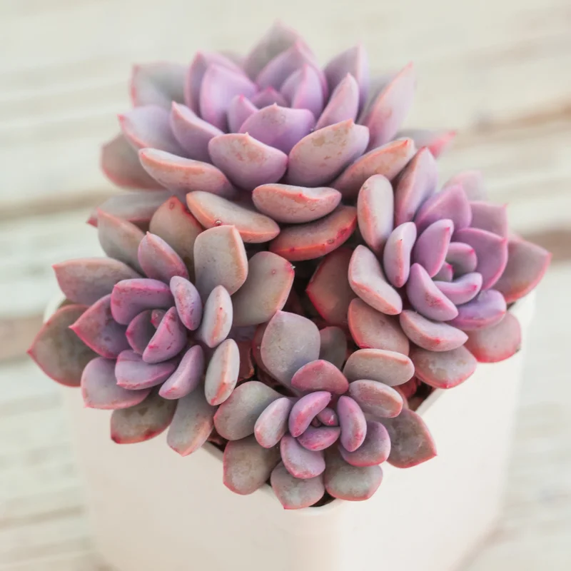 Pink Debbie Graptoveria Succulent 2.5 inch Potted Plant