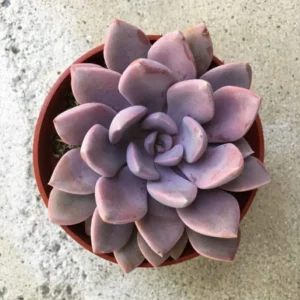 Pink Debbie Graptoveria Succulent 2.5 inch Potted Plant
