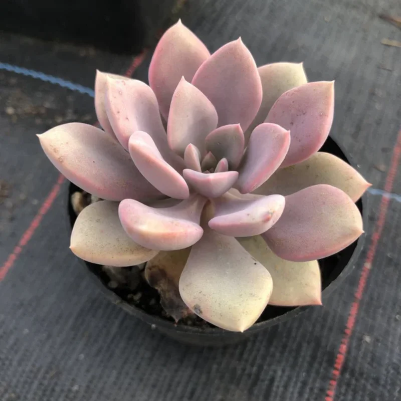 Graptoveria Debbie Succulent - Pink 4-inch Pot - Unique Variety