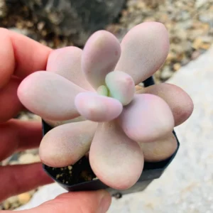 Pink Moonstone Succulent - 2 inch Potted Succulent Plant