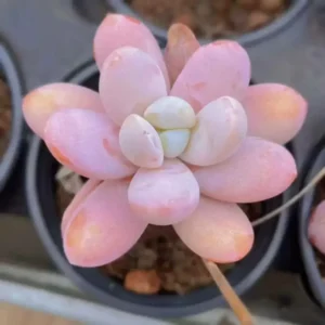 Pink Moonstone Succulent - 2 inch Potted Succulent Plant