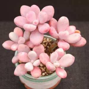 Pink Moonstone Succulent - 2 inch Potted Succulent Plant