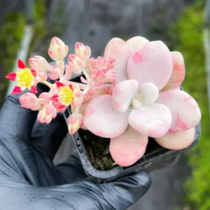 Pink Moonstone Succulent - 2 inch Potted Succulent Plant