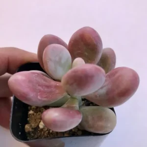 Pink Moonstone Succulent - 2 inch Potted Succulent Plant