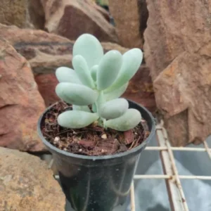 Blue Moonstone Succulent - 2 inch Potted Succulent Plant