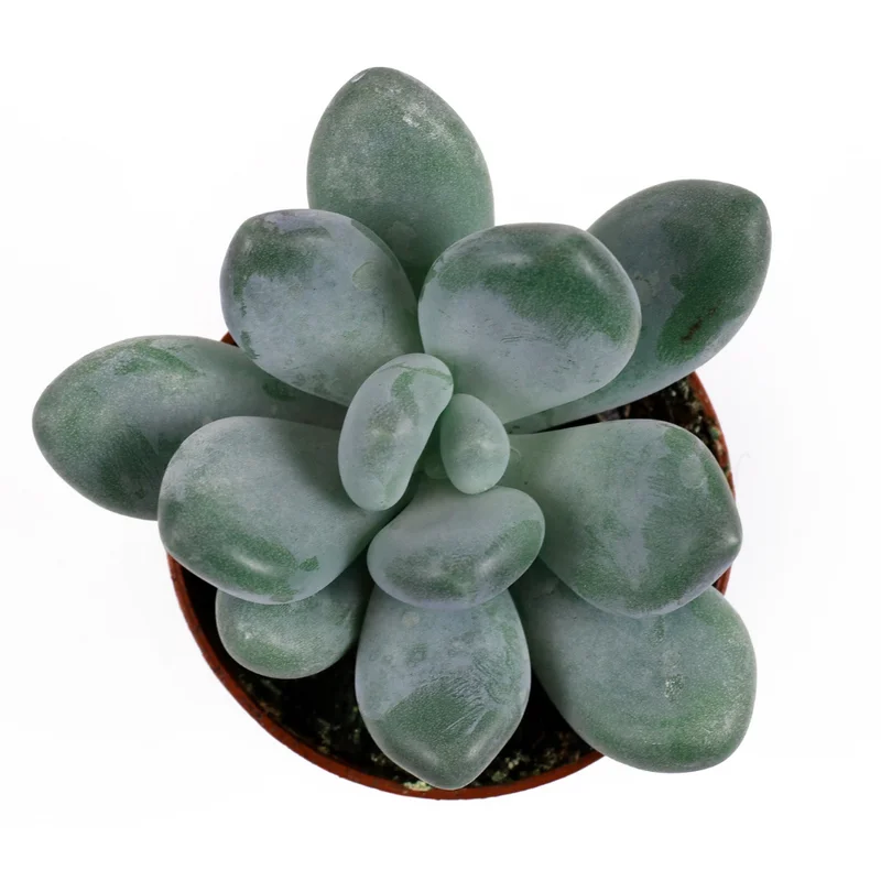 Blue Moonstone Succulent - 2 inch Potted Succulent Plant