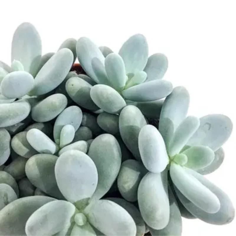 Blue Moonstone Succulent - 2 inch Potted Succulent Plant