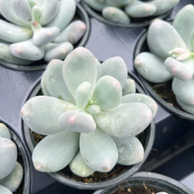 Blue Moonstone Succulent - 2 inch Potted Succulent Plant
