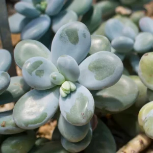Blue Moonstone Succulent - 2 inch Potted Succulent Plant
