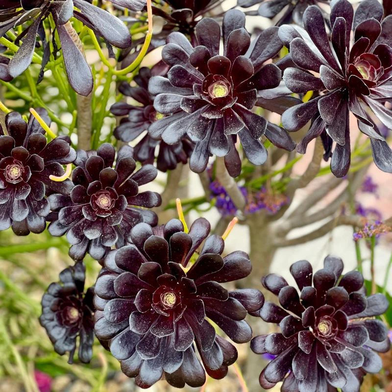 Aeonium Black Rose Succulent - 2 Inch Potted Plant - Dark Purple Rosette