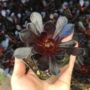 Aeonium Black Rose Succulent - 2 Inch Potted Plant - Dark Purple Rosette