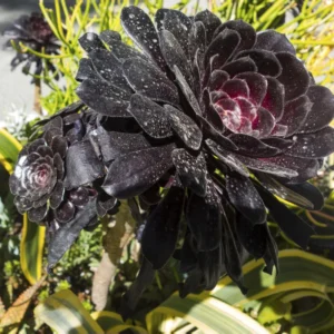 Aeonium Black Rose Succulent - 2 Inch Potted Plant - Dark Purple Rosette