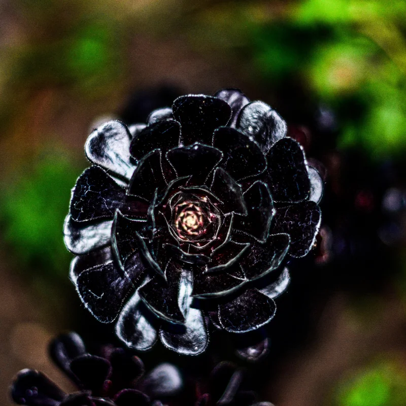 Aeonium Black Rose Succulent - 2 Inch Potted Plant - Dark Purple Rosette