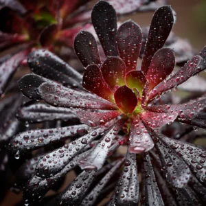 Aeonium Black Rose Succulent - 2 Inch Potted Plant - Dark Purple Rosette