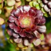 Aeonium Black Rose Succulent - 4 Inch Pot - Dark Purple Houseplant