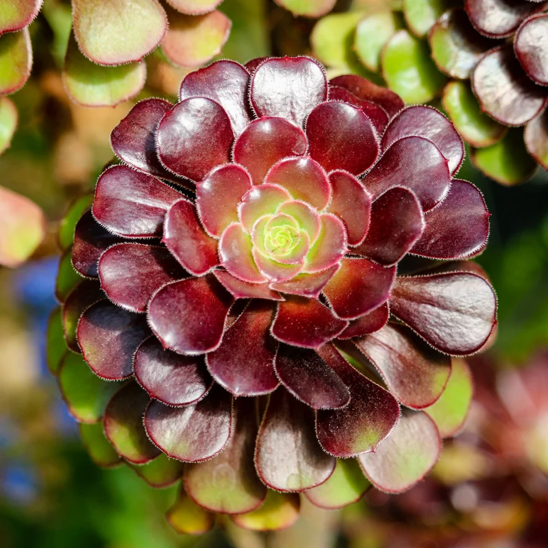 Aeonium Black Rose Succulent - 4 Inch Pot - Dark Purple Houseplant