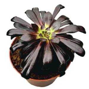 Aeonium Black Rose Succulent - 4 Inch Pot - Dark Purple Houseplant