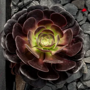 Aeonium Black Rose Succulent - 4 Inch Pot - Dark Purple Houseplant