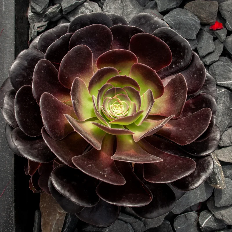 Aeonium Black Rose Succulent - 4 Inch Pot - Dark Purple Houseplant