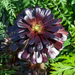 Aeonium Black Rose Succulent - 4 Inch Pot - Dark Purple Houseplant