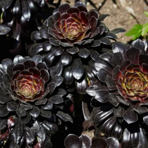 Aeonium Black Rose Succulent - 4 Inch Pot - Dark Purple Houseplant