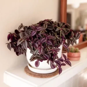 Wandering Jew Plant Tradescantia Zebrina 2 inch Pot Colorful Foliage