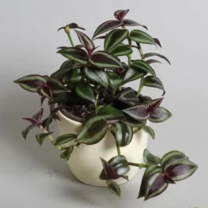 Wandering Jew Plant Tradescantia Zebrina 2 inch Pot Colorful Foliage