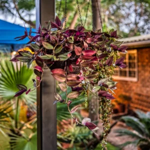 Wandering Jew Plant Tradescantia Zebrina 2 inch Pot Colorful Foliage