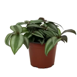 Wandering Jew Plant Tradescantia Zebrina 4 Inch Pot Indoor
