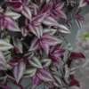 Wandering Jew Plant Tradescantia Zebrina 4 Inch Pot Indoor