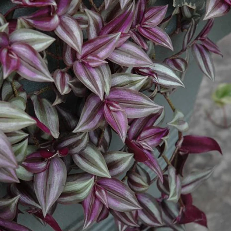 Wandering Jew Plant Tradescantia Zebrina 4 Inch Pot Indoor