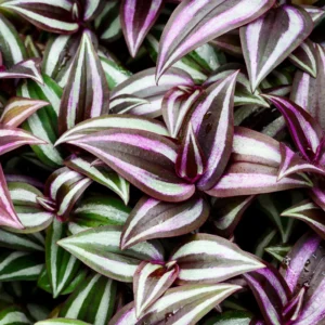 Wandering Jew Plant Tradescantia Zebrina 4 Inch Pot Indoor
