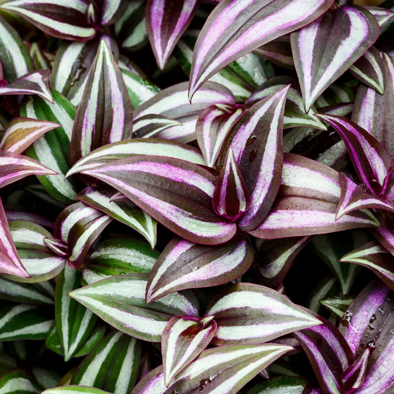 Wandering Jew Plant Tradescantia Zebrina 4 Inch Pot Indoor