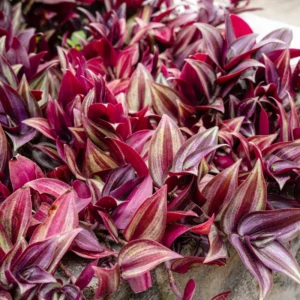 Wandering Jew Plant Tradescantia Zebrina 4 Inch Pot Indoor