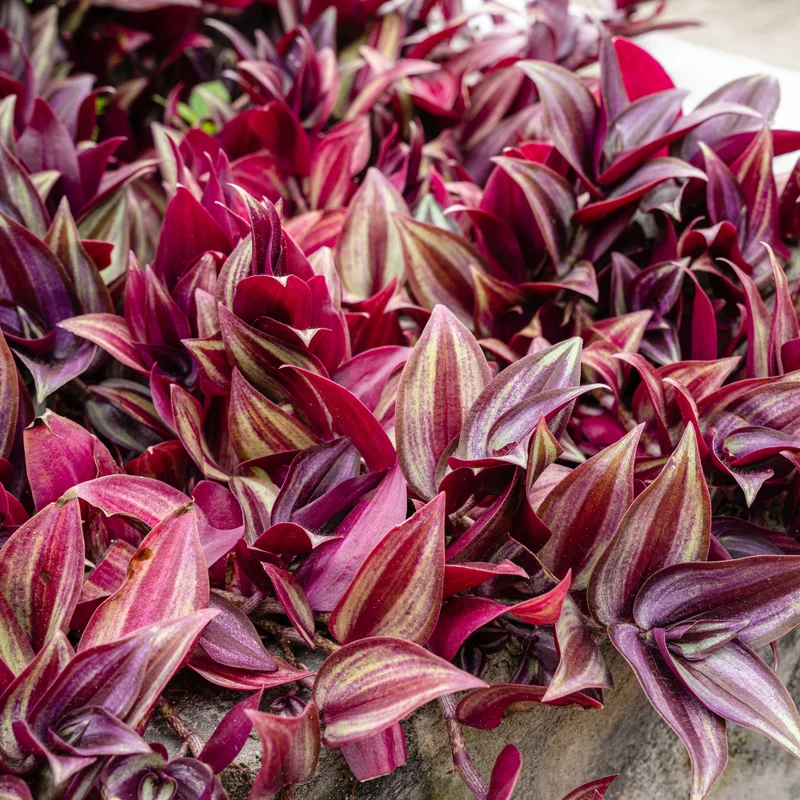 Wandering Jew Plant Tradescantia Zebrina 4 Inch Pot Indoor