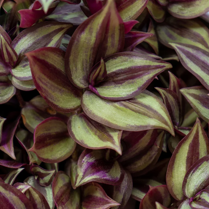 Wandering Jew Plant Tradescantia Zebrina 4 Inch Pot Indoor