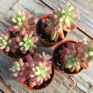 Sedum Jelly Bean Succulent 2-inch Potted Plant