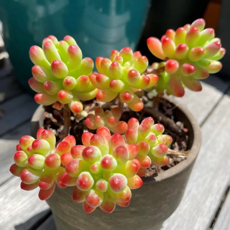 Sedum Jelly Bean Succulent 2-inch Potted Plant