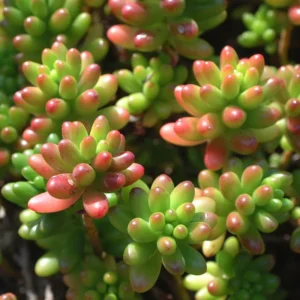Sedum Jelly Bean Succulent 2-inch Potted Plant