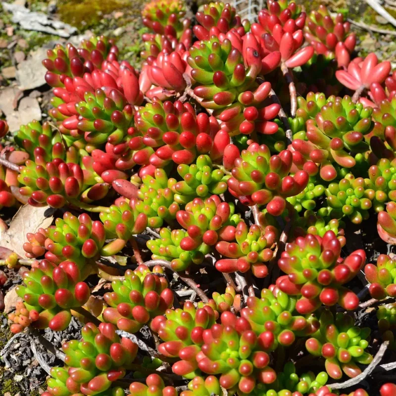 Sedum Jelly Bean Succulent 2-inch Potted Plant