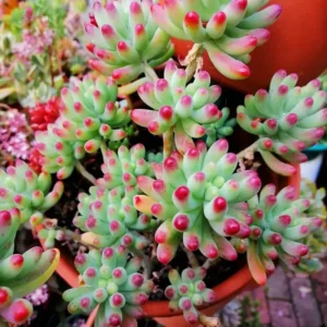 Sedum Jelly Bean Succulent 4