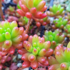Sedum Jelly Bean Succulent 4