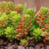 Sedum Jelly Bean Succulent 4" Pot - Cute Indoor/Outdoor Plant