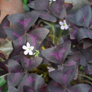 Purple Oxalis Triangularis Plant 4-6 Inch Potted Indoor Plant