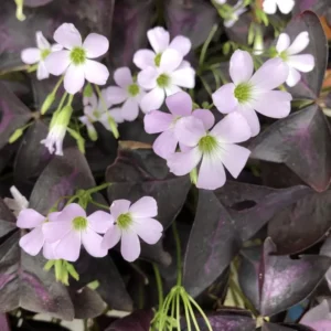 Purple Oxalis Triangularis Plant 4-6 Inch Potted Indoor Plant